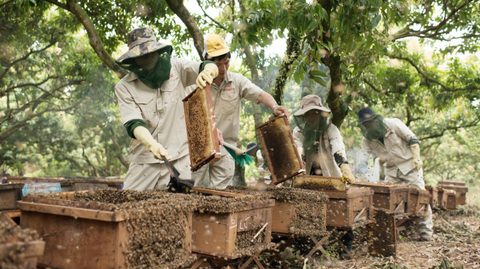 Nhân viên Cty Cổ phần ong Tam Đảo thu hoạch mật ong tại các trang trại.