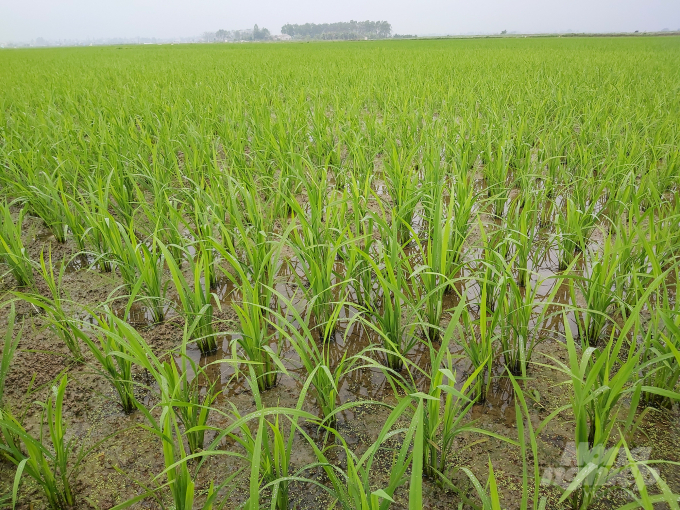 Nhờ có mưa vàng, ở một số địa phương, lúa đã xanh trở lại.