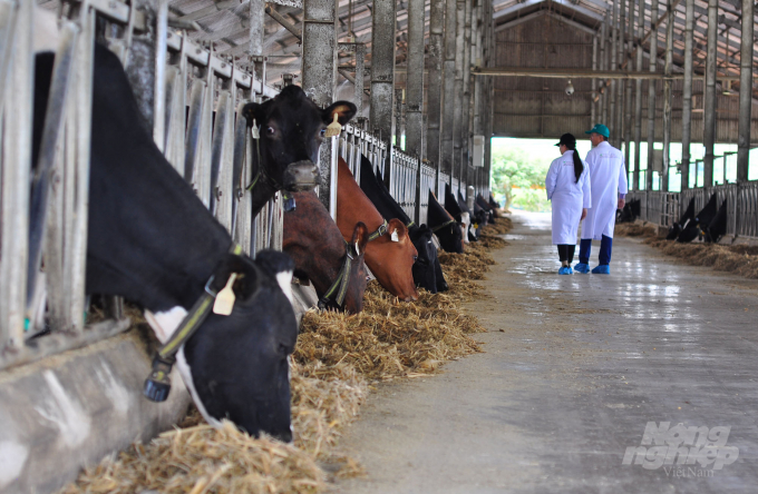 Lâm Đồng là địa phương có thế mạnh chăn nuôi gia súc lớn. Trong đó, chăn nuôi bò sữa là nghề mang lại sự giàu có cho người chăn nuôi. Ảnh: Minh Hậu.