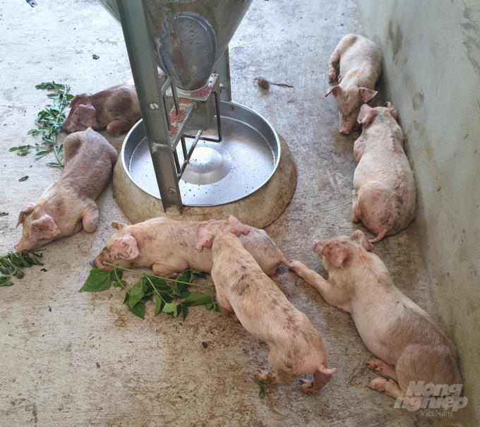Trước đó Công ty TNHH Đại Thành Lộc cũng vướng vào nghi vấn cấp lợn giống không đảm bảo.