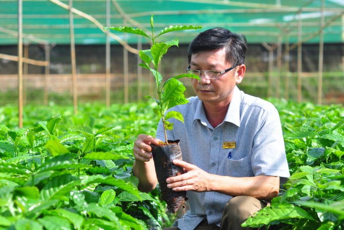 Mỗi năm, Viện Eakmat cung cấp ra thị trường từ 1,2-1,5 triệu cây giống cà phê TRS1 phục vụ nhu cầu sản xuất của bà con nông dân. Ảnh: Minh Hậu.