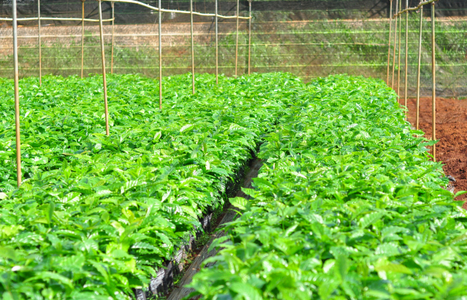 Viện Eakmat đã nghiên cứu và sản xuất trên 10 dòng giống cà phê chất lượng, năng suất cao, khả năng kháng bệnh. Ảnh: Minh Hậu.