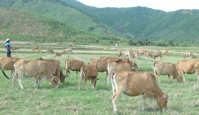 Đàn bò của gia đình ông Lê Văn Hòa có số lượng trên 60 con. Ảnh: N.Tâm.