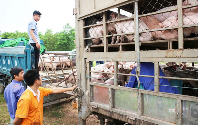 Trang trại Vũ Trung (huyện Lệ Thủy) nhập giống lợn bảo đảm điều kiện vệ sinh thú y, an toàn dịch bệnh. Ảnh: N. Lan.