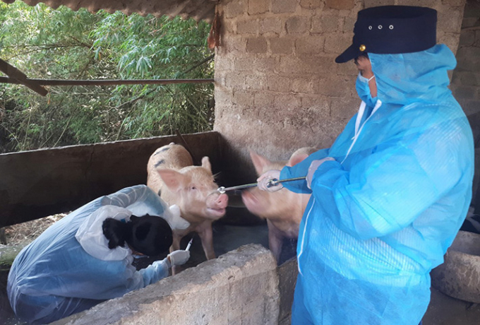 Cán bộ Chi cục Chăn nuôi - Thúy y Quảng Bình tăng cường tiêm phòng dịch bệnh trên đàn lợn. Ảnh: N.Lan.