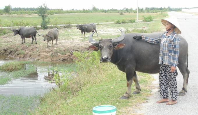 Dù trâu hay bò cũng đều mang lại nguồn thu lớn cho người dân Quảng Phú. Ảnh: N.Tâm.