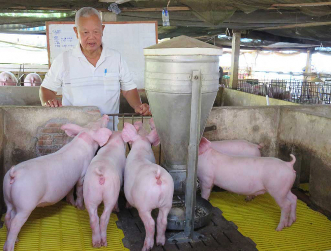 Nhờ thực hành quy trình chăn nuôi lợn VietGAP, ứng dụng công nghệ truy xuất nguồn gốc sản phẩm, lợn của nhiều nông dân tham gia dự án LIFSAP ít dịch bệnh hơn, bán với giá cao hơn thị trường. Ảnh: Minh Sáng.