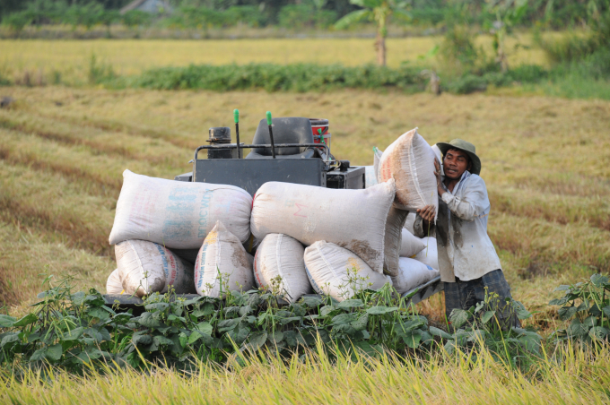 ĐBSCL có lợi thế về phát triển lúa gạo, miền Trung, miền Bắc có nhu cầu tiêu thụ lớn. Ảnh: Lê Hoàng Vũ.