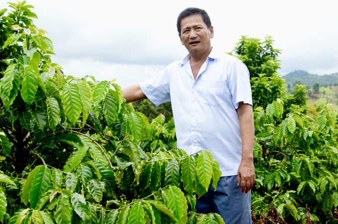 Hàng chục ngàn nông dân được hưởng lợi từ nguồn vốn vay ODA lãi suất ưu đãi để tái canh cây cà phê thuộc dự án VnSAT. Ảnh: Minh Phúc.