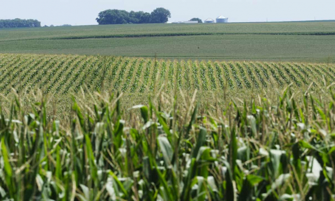 Một cánh đồng bị hạn hán ở Iowa, Mỹ trong tháng 8 này. Ảnh: REX.