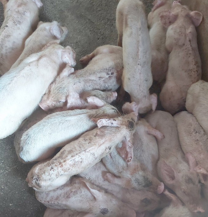 Công ty Đại Thành Lộc cũng đang vướng vào nghi vấn cung cấp lợn giống nhiễm bệnh tai xanh hàng loạt cho các chủ trại trên địa bàn Nghệ An. Ảnh: Việt Khánh.