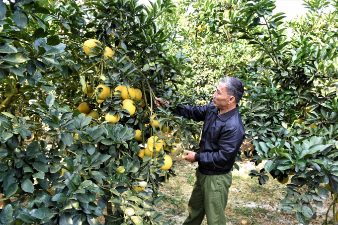 Huyện Yên Sơn chọn bưởi là sản phẩm OCOP vì nơi đây có nhiều vùng bưởi thơm ngon nổi tiếng. Ảnh: Đào Thanh.