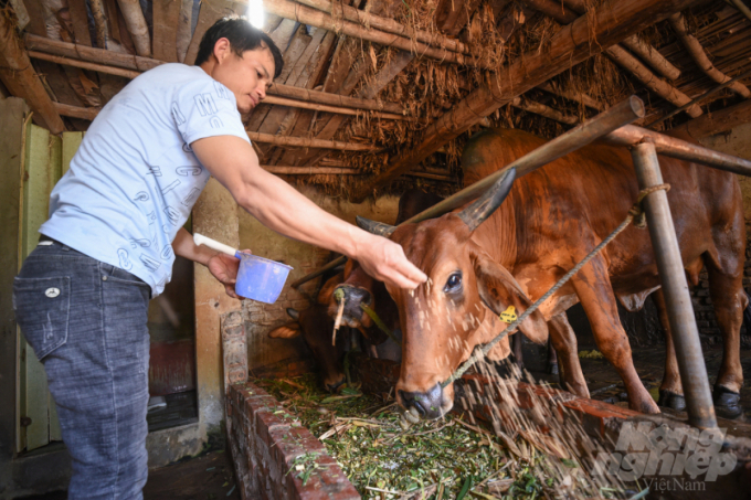 Nhiều hộ dân xã Minh Châu phất lên nhờ nuôi bò.