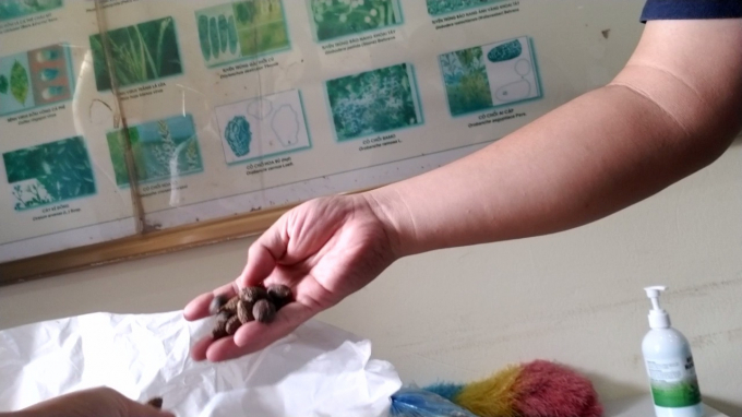 Một mẫu hạt ươi tại Trạm Bảo vệ thực vật ở Tà Lùng. Ảnh: H.Đ.