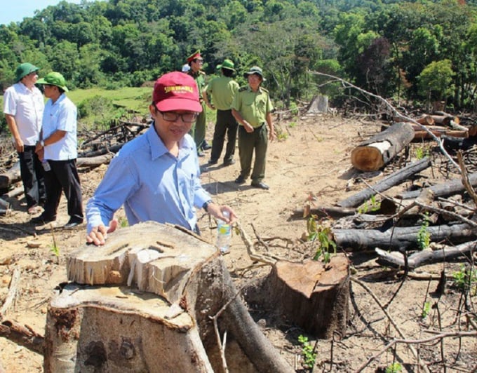 Vụ phá 64ha rừng ở xã An Hưng (huyện An Lão) và năm 2017 khiến 9 bị cáo bị tuyên phạt 81 năm tù. Ảnh: Vũ Đình Thung.