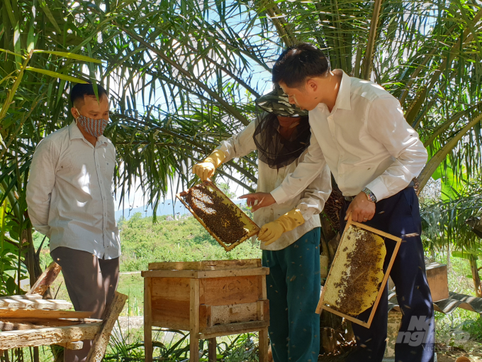 Người dân Hương Sơn đang đẩy mạnh chăn nuôi ong lấy mật. Ảnh: Thanh Nga.