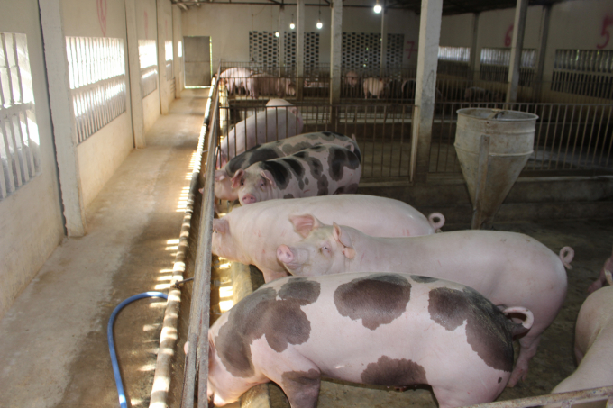 Hiện tổng đàn lợn của tỉnh Nam Định ước đạt 635,2 nghìn con. Ảnh: Mai Chiến.