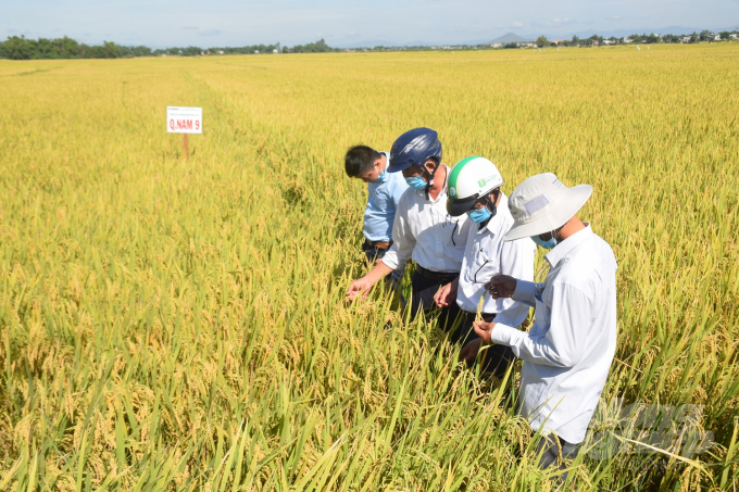 Nông dân tham quan cánh đồng sản xuất lúa Quảng Nam 9 tại thôn Dương Thiện, xã Phước Sơn (huyện Tuy Phước, Bình Định). Ảnh: Vũ Đình Thung.