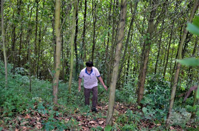 Tổng diện tích khu trang trại, rừng trồng của gia đình ông Bùi Ngọc Nhu lên tới 30 ha. Ảnh: Đào Thanh.