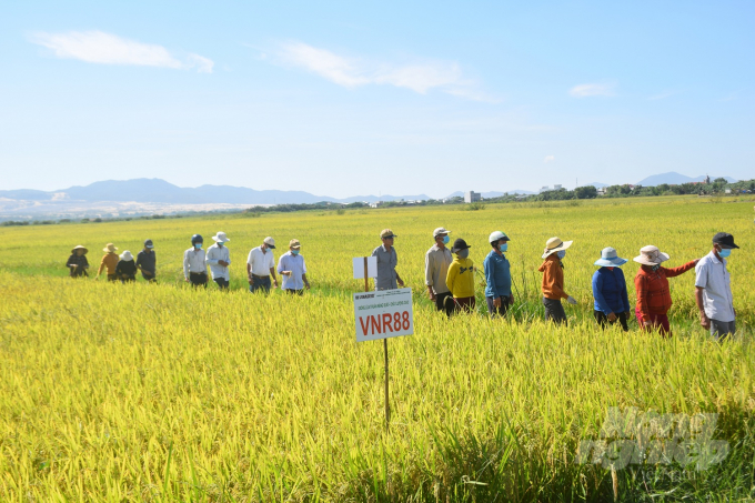 Nông dân tham quan cánh đồng sản xuất lúa VNR88 tại thôn Dương Thiện, xã Phước Sơn (huyện Tuy Phước, Bình Định). Ảnh: Vũ Đình Thung.