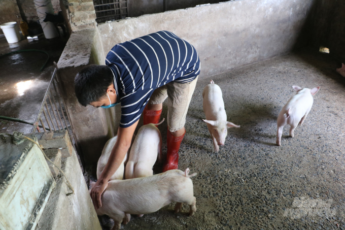 Các hộ chăn nuôi lợn đang loay hoay tìm hướng đi mới phù hợp sau quy định cấm chăn nuôi trong đô thị. Ảnh: Hưng Giang.
