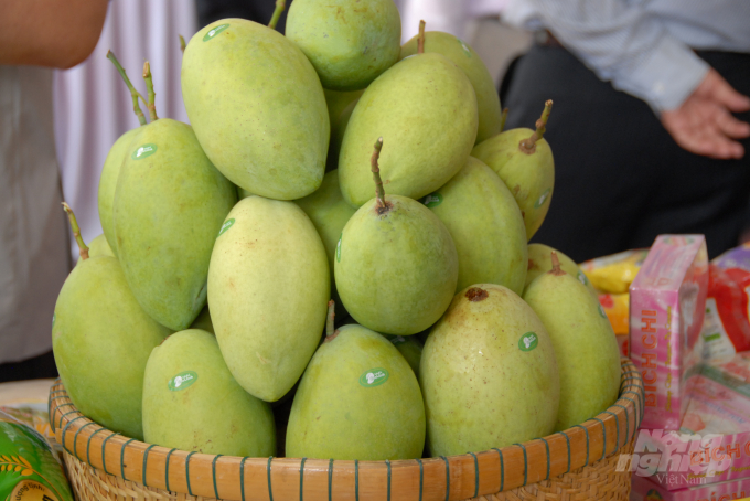Nhiều tỉnh thành ĐBSCL đã cấp mã số vùng trồng, dán tem truy xuất nguồn gốc đối với sản phẩm cây ăn trái nói chung, trong đó có trái xoài để phục vụ xuất khẩu. Ảnh: Hoàng Vũ.