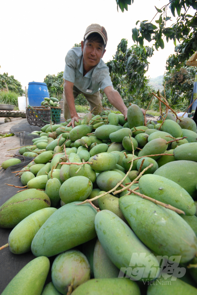 Ngành nông nghiệp tỉnh Đồng Tháp đang tăng cường công tác quản lý mã số vùng trồng, sau vụ doanh nghiệp mạo danh xuất khẩu sang Trung Quốc bị phát hiện. Ảnh: Hoàng Vũ.