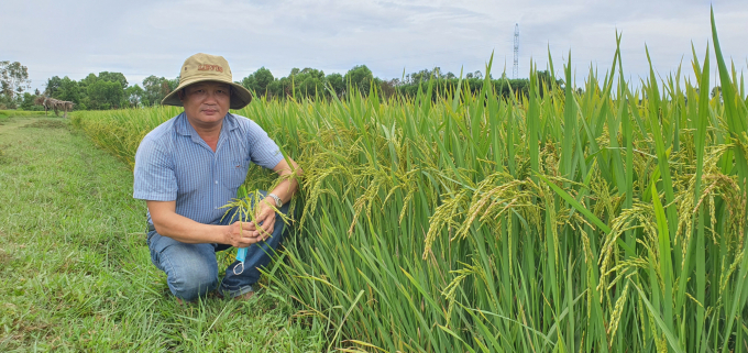 Lúa sản xuất theo mô hình CSA ở thôn Đức Bố (xã Tam Anh Bắc, huyện Núi Thành, Quảng Nam) phát triển tốt, hứa hẹn sẽ cho năng suất từ 70 – 80 tạ/ha. Ảnh: L.K.