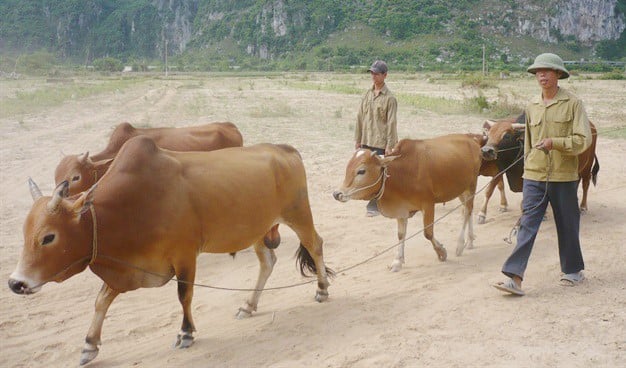 Đàn bò lai sẽ cho thu nhập cao cho các gia đình ở vùng miền núi Tuyên Hóa. Ảnh: T. Hải