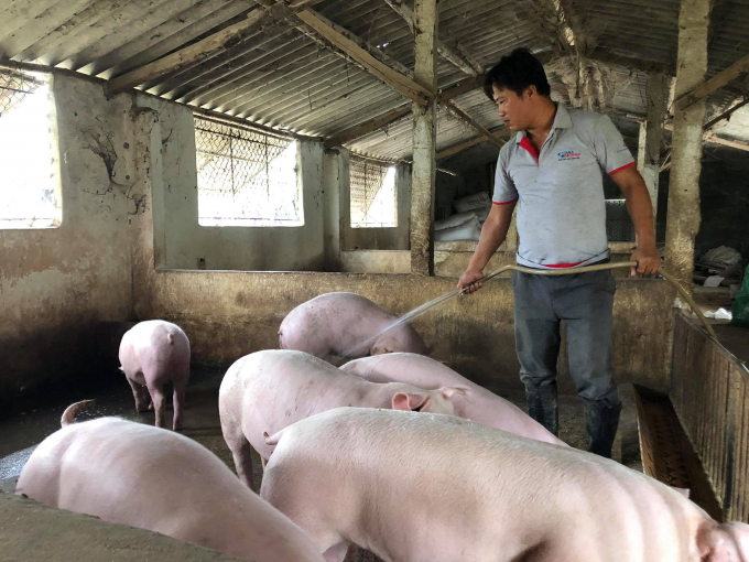 Trang trại của anh An nuôi lợn theo quy trình an toàn sinh học nghiêm ngặt.