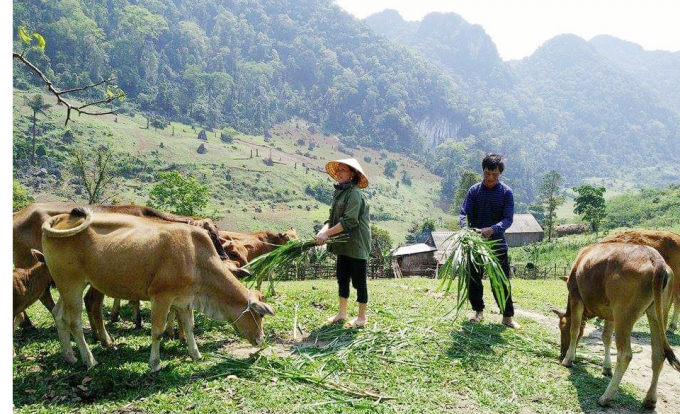 Định hướng chăn nuôi tăng trưởng đàn bò là phát huy thế mạnh về tiềm năng của vùng miền núi ở Quảng Bình. Ảnh: T. Hải