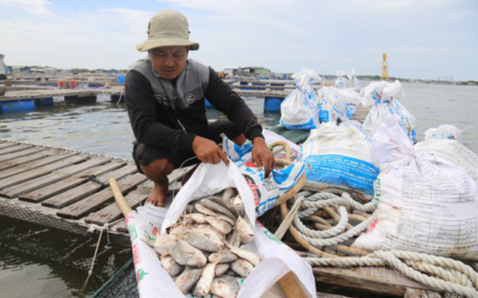 Cá chết hàng loạt khiến người nuôi thiệt hại tiền tỉ. Ảnh; TP