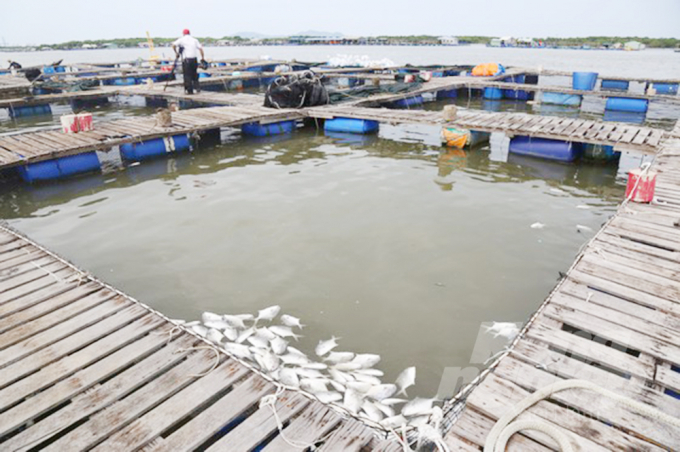 Cách đây gần nửa tháng cá ở lồng bè của các hộ dân nuôi trên sông Chà Và và sông Rạng có hiện tượng bỏ ăn và chết hàng loạt. Ảnh: TP
