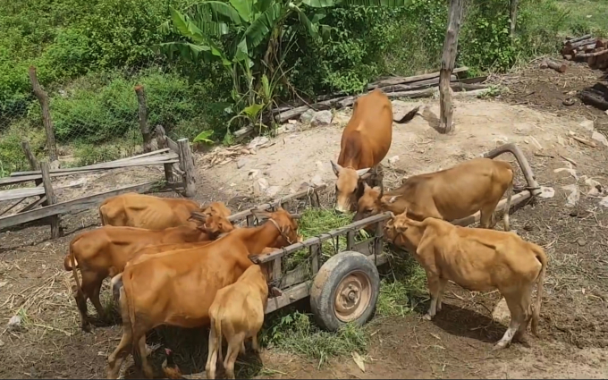 Cách đây hơn chục năm, hình ảnh con bò không bao giờ xuất hiện ở làng Le vì liên quan đến lời nguyền. Nay nhiều gia đình ổn định kinh tế nhờ nuôi bò. Ảnh: Phúc Lập.