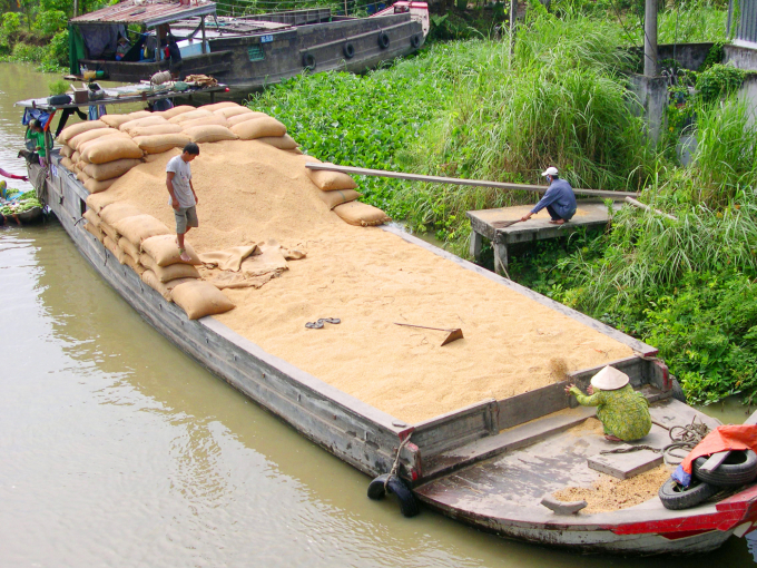 Hiện nay lúa ST 24 giá từ 6.800 - 7.000 đồng/kg, tăng 500 - 600 đồng/kg. Ảnh: Lê Hoàng Vũ.