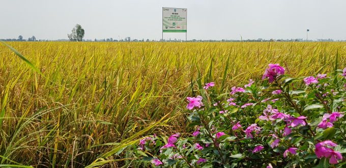 Mô hình sản xuất lúa gạo trong dự án liên kết chuỗi giá trị để kiểm soát dư lượng tại An Giang.