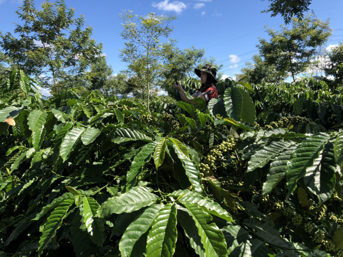 Sản xuất và tái canh cà phê bền vững của VnSAT có nhiều ưu điểm vượt trội. Ảnh Đăng Lâm