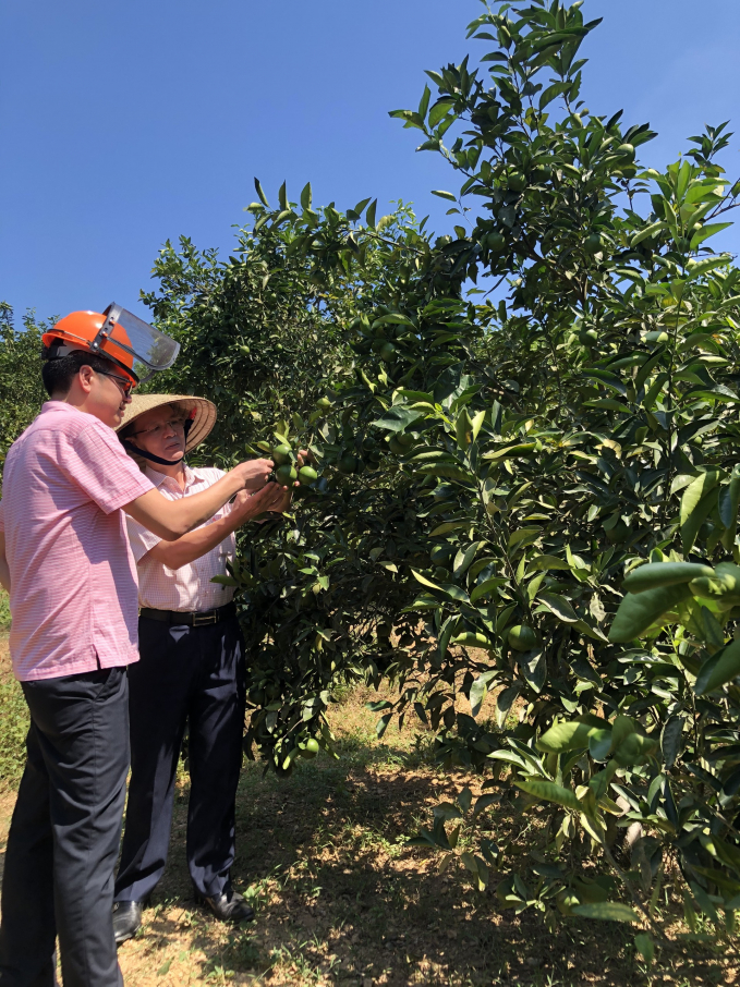 Kiểm tra vườn cam tại Thượng Lộc