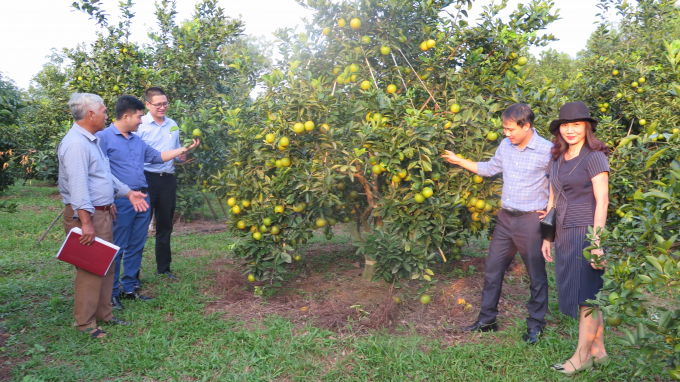 Vườn cam trĩu quả ở Thượng Lộc