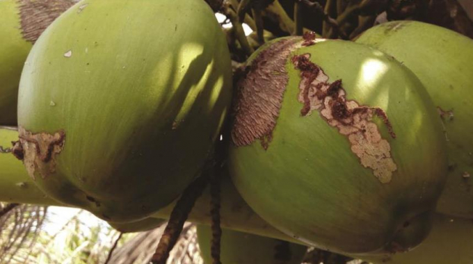 Sâu đầu đen hại dừa thường gây hại lá dừa và phần vỏ xanh của quả dừa. Ảnh: TL.