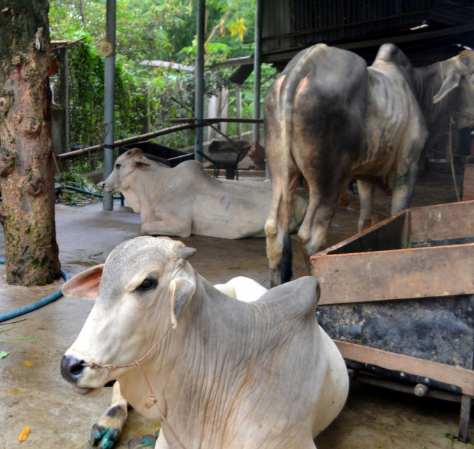 Đàn bò của gia đình anh Nguyễn Văn Sơn sống mòn bên nhà máy mì. Ảnh: Trần Trung.