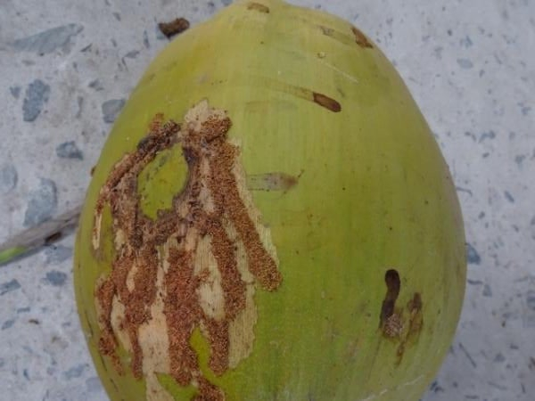Sâu gây hại từ lá già đến là non và cả trái dừa, làm cho trái không có nguồn dinh dưỡng, sau đó rụng. Ảnh: Minh Đảm.