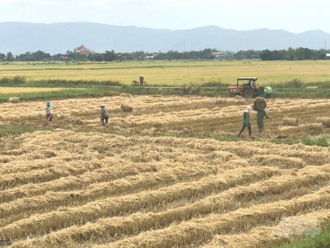 Nông dân Bình Định thu hoạch lúa hè thu năm 2020. Ảnh: VĐT.