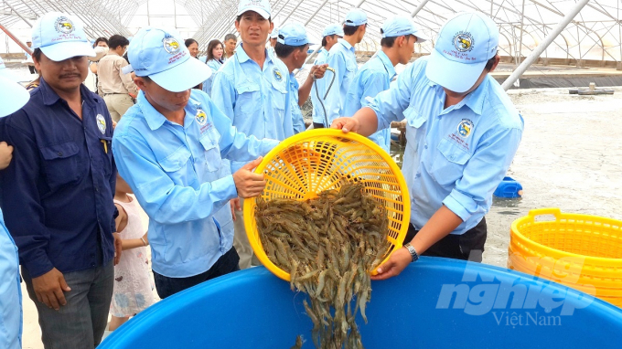 Mô hình nuôi tôm công nghệ cao của Công ty CP Việt Úc Bình Định. Ảnh: Vũ Đình Thung.