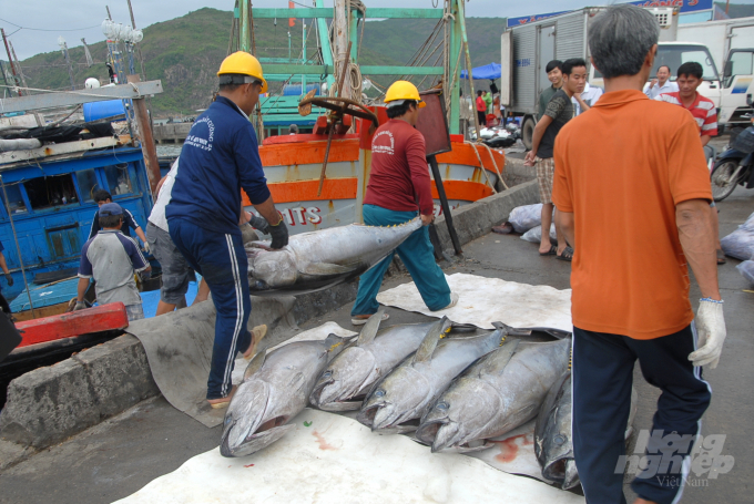 Sản lượng khai thác cá ngừ đại dương ở Bình Định đạt từ 10.000 - 13.000 tấn/năm. Ảnh: Vũ Đình Thung.
