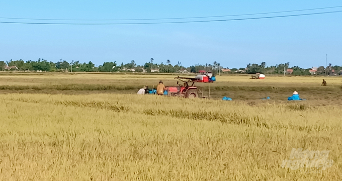 Vụ hè thu năm nay nông dân Phú Yên sử dụng giống lúa ngắn ngày để hạn chế việc thiếu nước. Ảnh: KS.