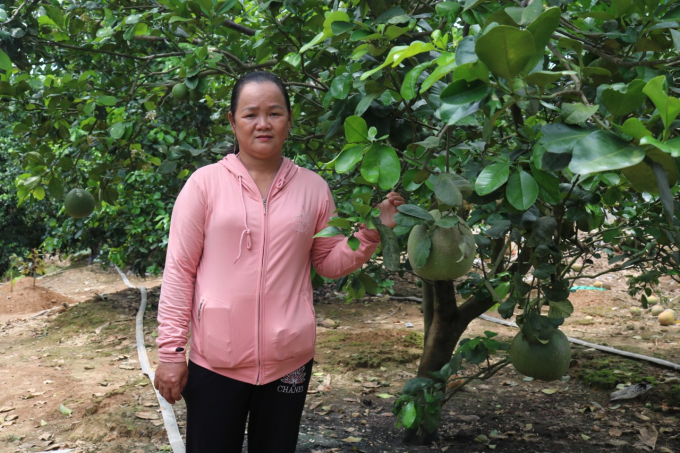 Gia đình chị Nguyễn Thị Thu Nhi nhờ vay vốn Agribank để trồng bưởi đã thoát nghèo. Ảnh: Kim Sơ.