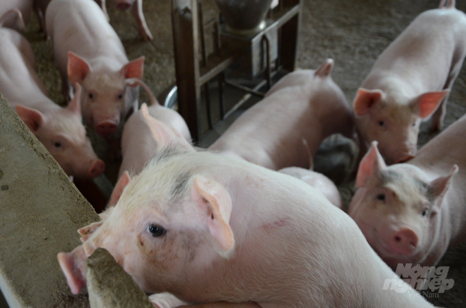 Do ảnh hưởng của Dịch tả lợn châu Phi đã khiến tổng đàn lợn nái của tỉnh Tuyên Quang giảm hơn 3.500 con. Ảnh: Đào Thanh.