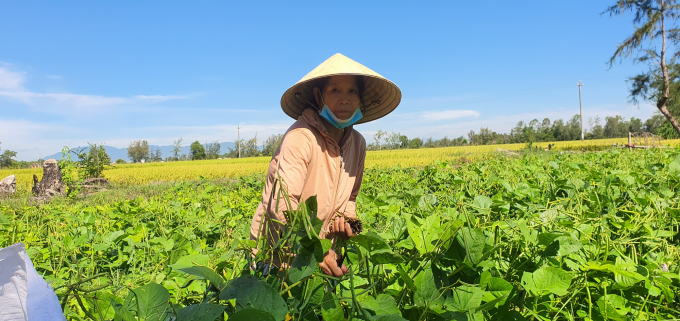 Người dân ở xã Bình Tú (huyện Thăng Bình, tỉnh Quảng Nam) đánh giá cao mô hình đậu xanh CSA được triển khai ở địa phương. Ảnh: L.K.