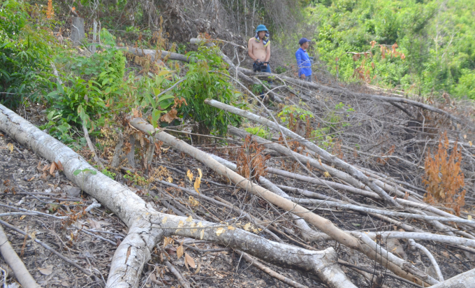 Hiện trường vụ phá rừng, chiếm đất ở xã Phú Mỡ, huyện Đồng Xuân. Ảnh: KS.